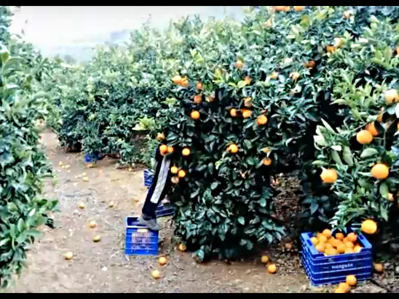  Испания, сбор апельсинов