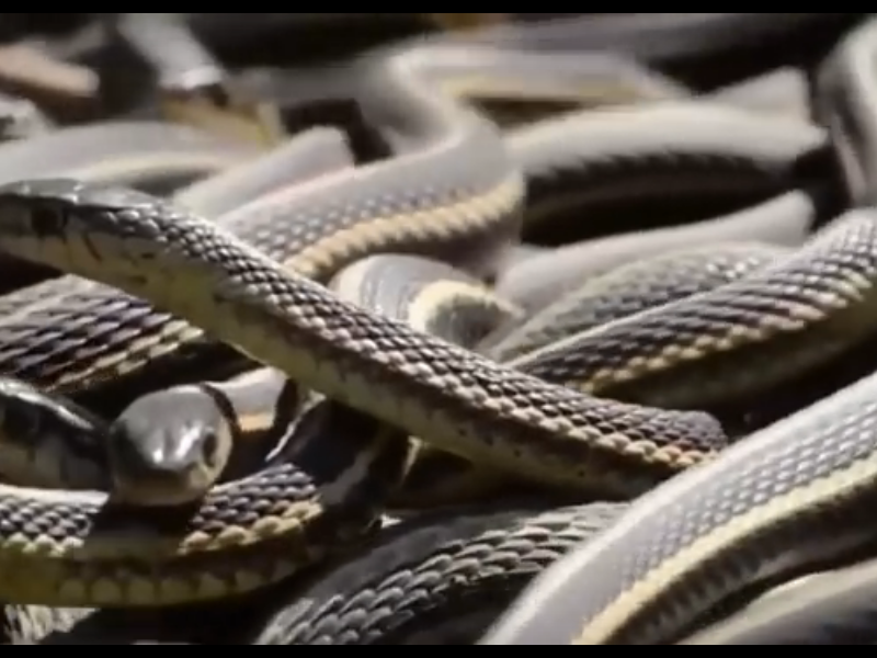 Клубок змей в брачный период
Змеиный остров Кеймада Гранди - самый страшный для человека на земле