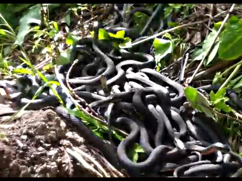 Клубок змей в брачный период на 
Змеином острове Кеймада Гранди