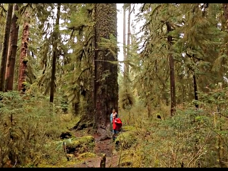 США и моя поездка в город Сиэтл
Недалеко от Сиэтла есть таинственный лес Хох. В нем деревья, кусты и земля покрыты полностью мхом.