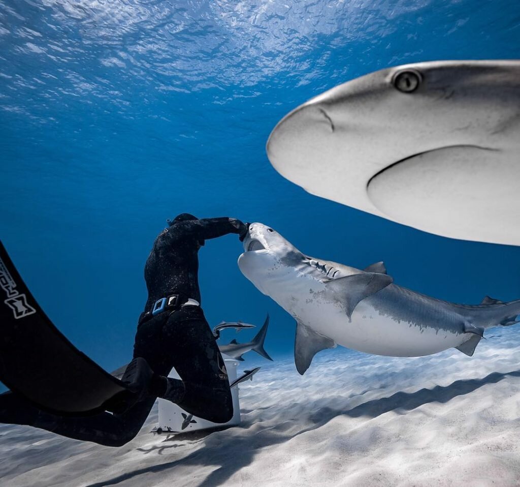 Почему акулы опасаются дельфинов и боятся косаток
