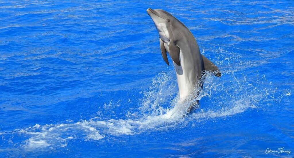 Акулы прекрасно изучили повадки и тактику дельфинов.