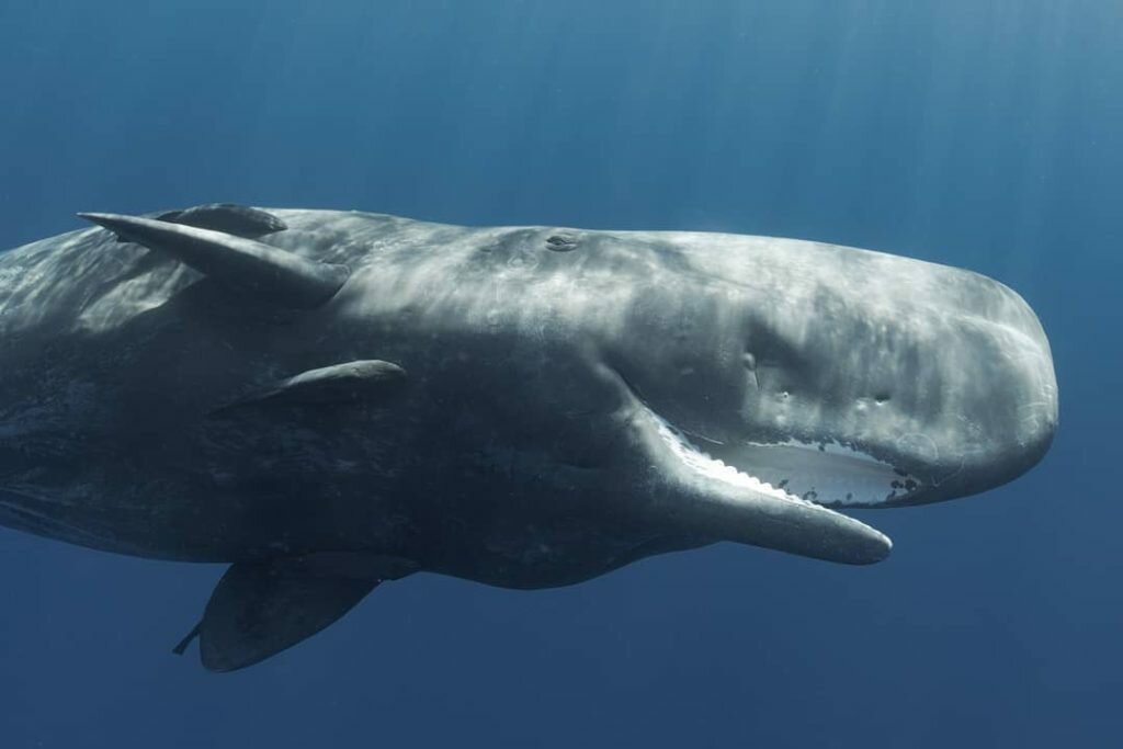 Огромный кит напал на корабль, история выживших