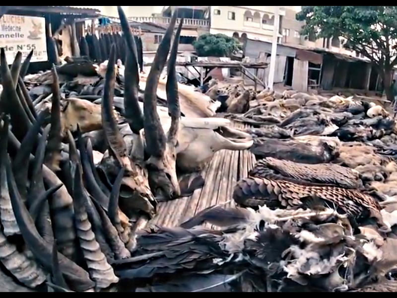 Рынок магии Вуду Акодессева в Того, где продают черепа животных